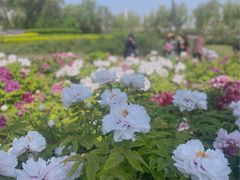 -莲花池公园
