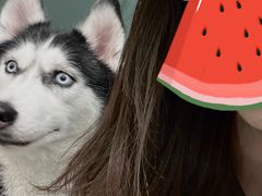 -安格丽娜·狗咖·猫咖羊驼咖(春熙路百盛商场店)
