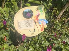 -西双版纳原始森林公园