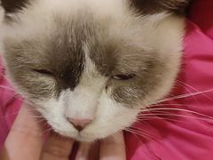 -猫小院猫主题咖啡厅(北锣店)