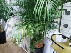 -东方名猫馆·英短金渐层布偶猫舍(环线广场1号楼店)