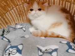 -秀猫阁·猫咪花园(万达店)