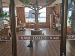 -猫的茶·猫咖