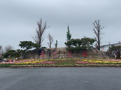 -荷兰花海