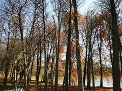 -上海海湾国家森林公园