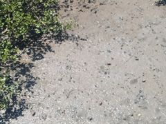 -北海金海湾红树林生态旅游区