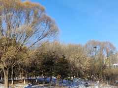 -大兴滨河森林公园