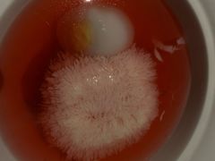 -淮香国色·淮扬菜(正大中心店)