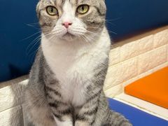-平行世界·猫咖(首经贸店)