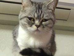 -利又安动物医院··老年病·猫科犬科·中兽医