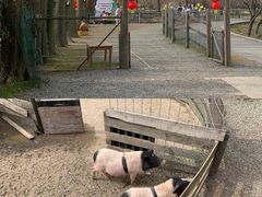 -前小桔亲子创意农场·草莓采摘·露营烧烤