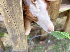 -哈尔滨北方森林动物园