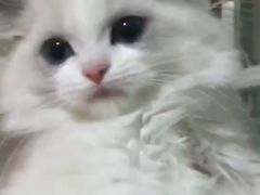 -Bastet sally猫舍购宠(静安店)