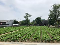 -田园东方蜜桃村的田野营地