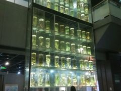 -广东中医药博物馆