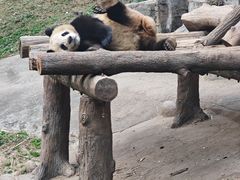 -都江堰中华大熊猫苑