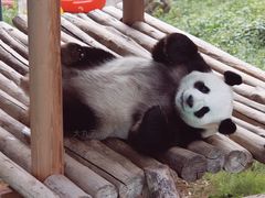 -栾川竹海野生动物园