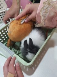 -Moni星球萌宠·小马宝莉·灵蛇·高端高阶全萌宠互动体验俱乐部(红豆国际广场店)