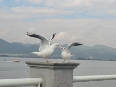 -海埂大坝
