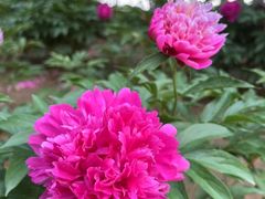 -石家庄市植物园