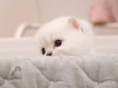 -柚子猫舍·精品猫舍购猫·猫咪认养·购宠·宠物店