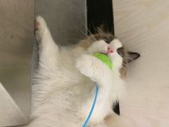 -凯特喵百思猫专科医院