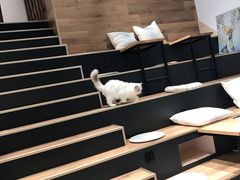 -瞄一喵猫咖(格力海岸店)