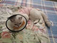 -关爱宠物医院·猫科中心·消化科(滨湖万达分院)