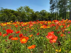 -上海共青森林公园