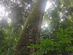 -西双版纳原始森林公园