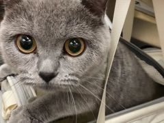 -瑞派康怡24h宠物医院·犬猫医疗中心·微创绝育(瑞景分院)