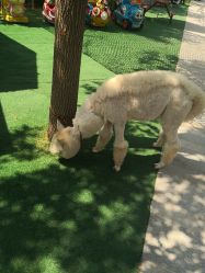 -萌宠亲子动物乐园(槐房万达店)