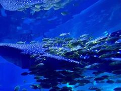 -成都浩海立方海洋公园