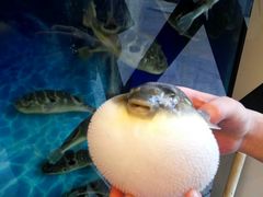-肆月河豚·新淮扬(金融街店)
