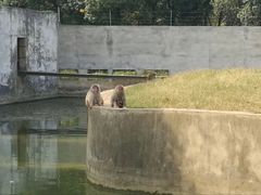 -合肥野生动物园