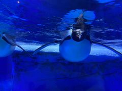 -海合安成都极地海洋公园