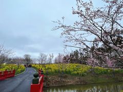 -东平国家森林公园