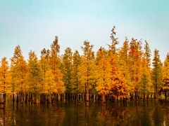 -白鹭湾湿地公园