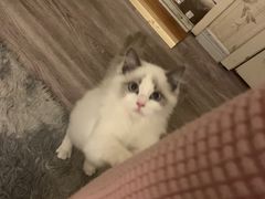 -喵zoo家庭繁育猫舍(尖东智能花园店)