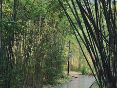-大屏嶂森林公园