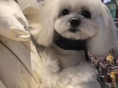 -FAELING PETS美天灵宠物(富力广场店)