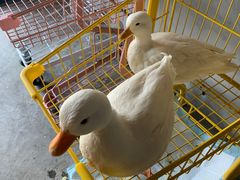-浣熊柯尔鸭土拨鼠·电玩咖