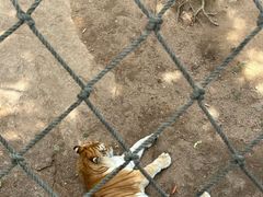 -西霞口神雕山野生动物世界