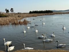 -烟墩角天鹅湖