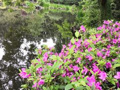 -西湖外事游船(花港观鱼码头)