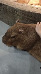-Zoolung Zoolung动物主题公园(海信广场店)