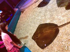 -瑞普利水族馆