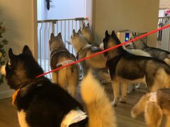 -Husky Go! 哈士奇体验馆·宠物咖啡厅狗咖