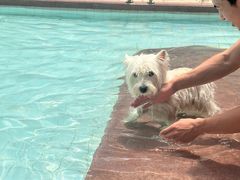 -帕帕拉兹宠物(亚洲旗舰店)