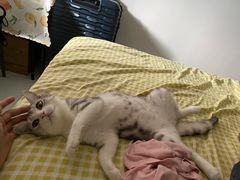 -lincat·猫舍(广州店)